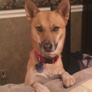 Meet your Posher, Chase